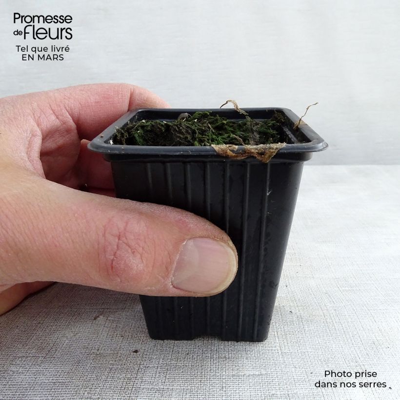 Borraja - Borago officinalis Maceta de 7/8 cm Ejemplar entregado en la primavera