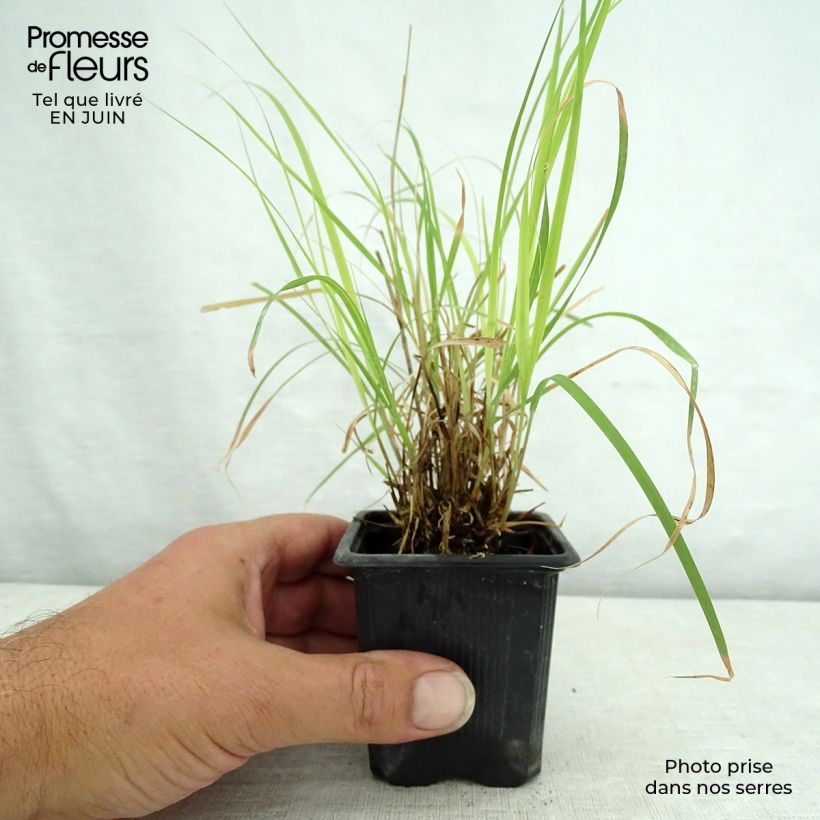 Ejemplar de Bouteloua curtipendula - Banderilla Maceta de 8/9 cm entregado en verano