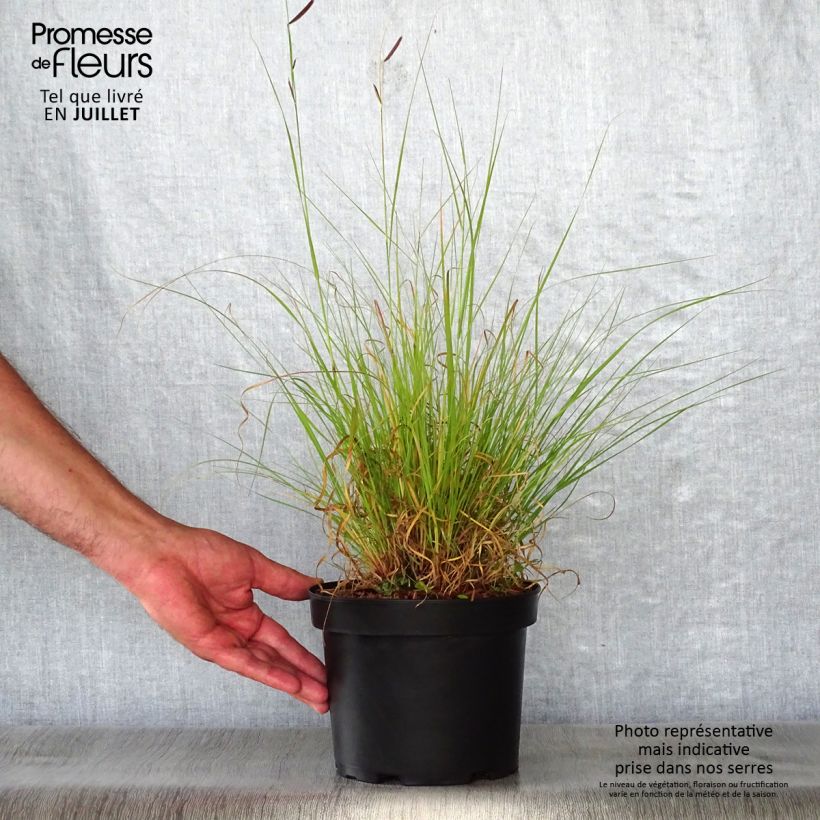 Ejemplar de Bouteloua gracilis - Grama azul Maceta 1,5L/2L entregado en verano