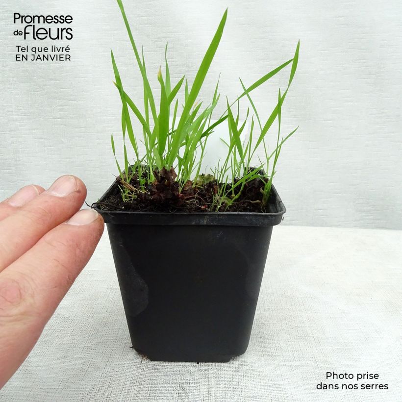 Boykinia major Maceta de 8/9 cm Ejemplar entregado en invierno