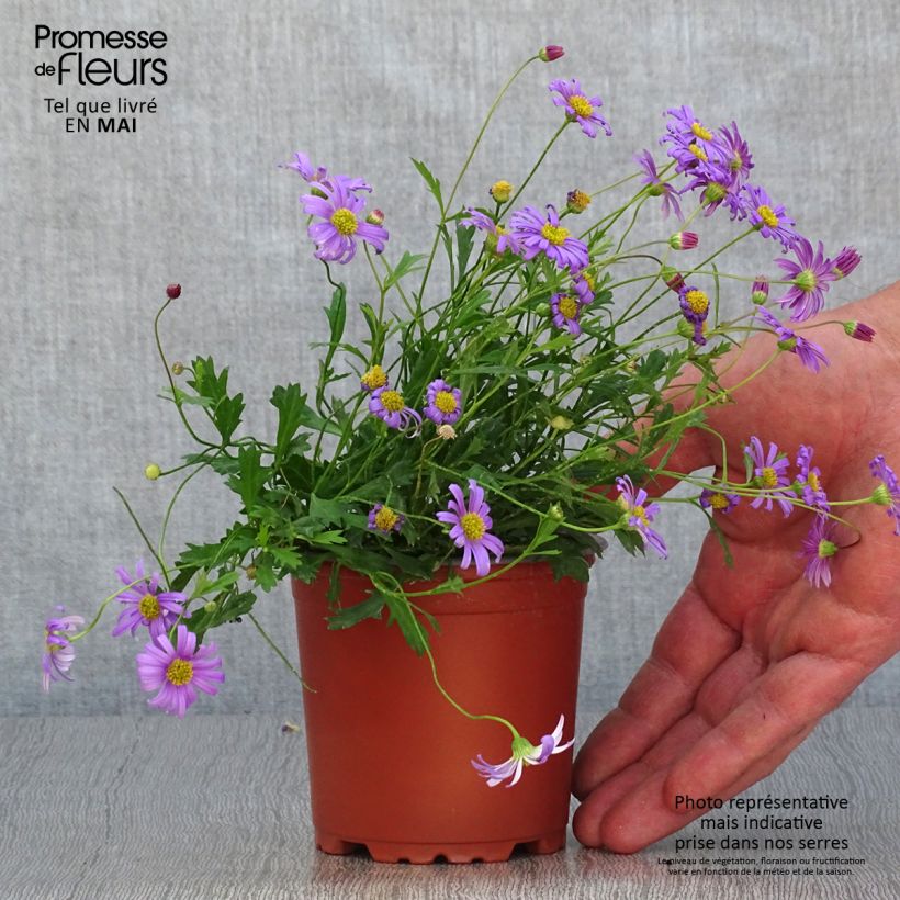 Brachyscome angustifolia Brasco Violet Maceta de 10 cm/11 cm Ejemplar entregado en la primavera