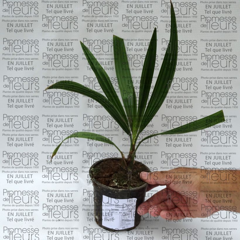 Ejemplar de Palmera - Brahea calcarea Maceta de 12 cm / 13 cm entregado en verano