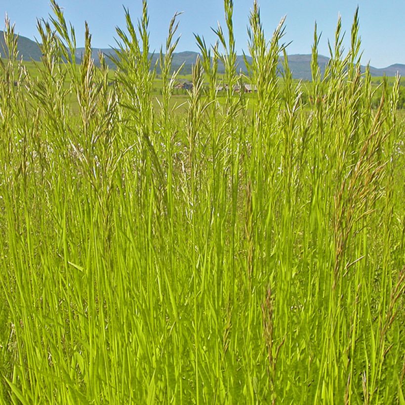 Bromus inermis Skinner s Gold (Follaje)