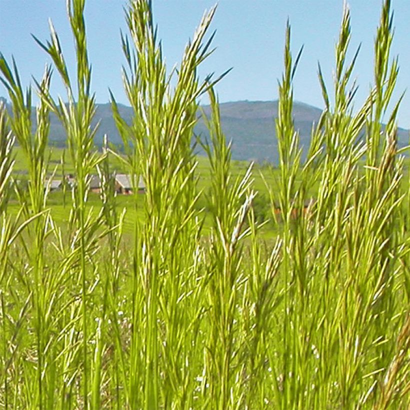 Bromus inermis Skinner s Gold (Floración)