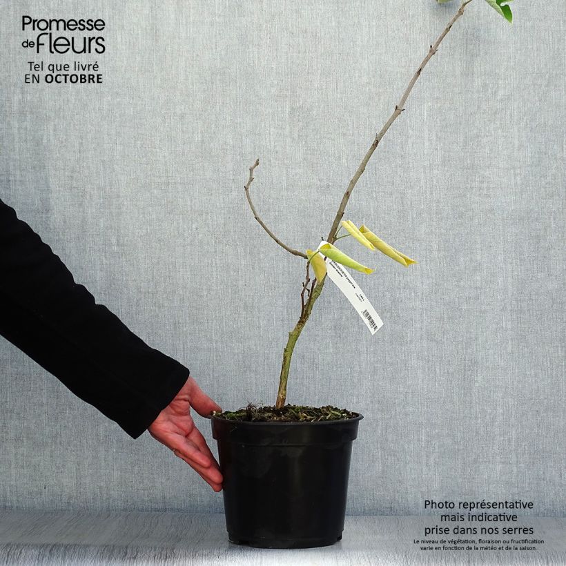 Ejemplar de Broussonetia papyrifera Golden Shadow Maceta 4L/5L entregado en otoño