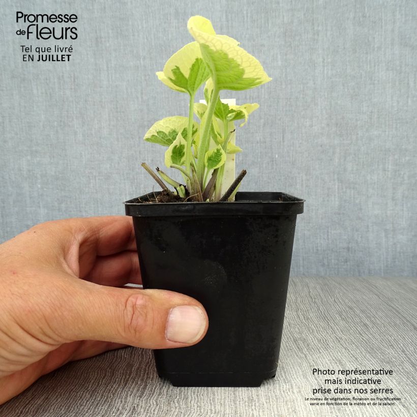 Ejemplar de Brunnera macrophylla Variegata Maceta de 8/9 cm entregado en verano
