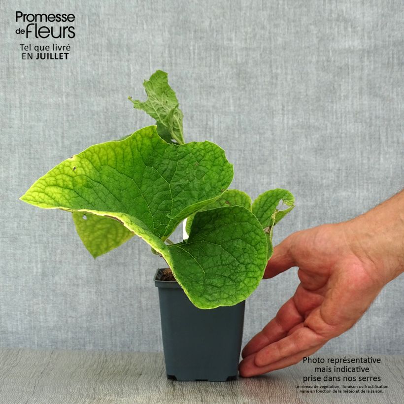 Ejemplar de Brunnera macrophylla Betty Bowring - Myosotis du Caucase Godet de 9cm entregado en verano