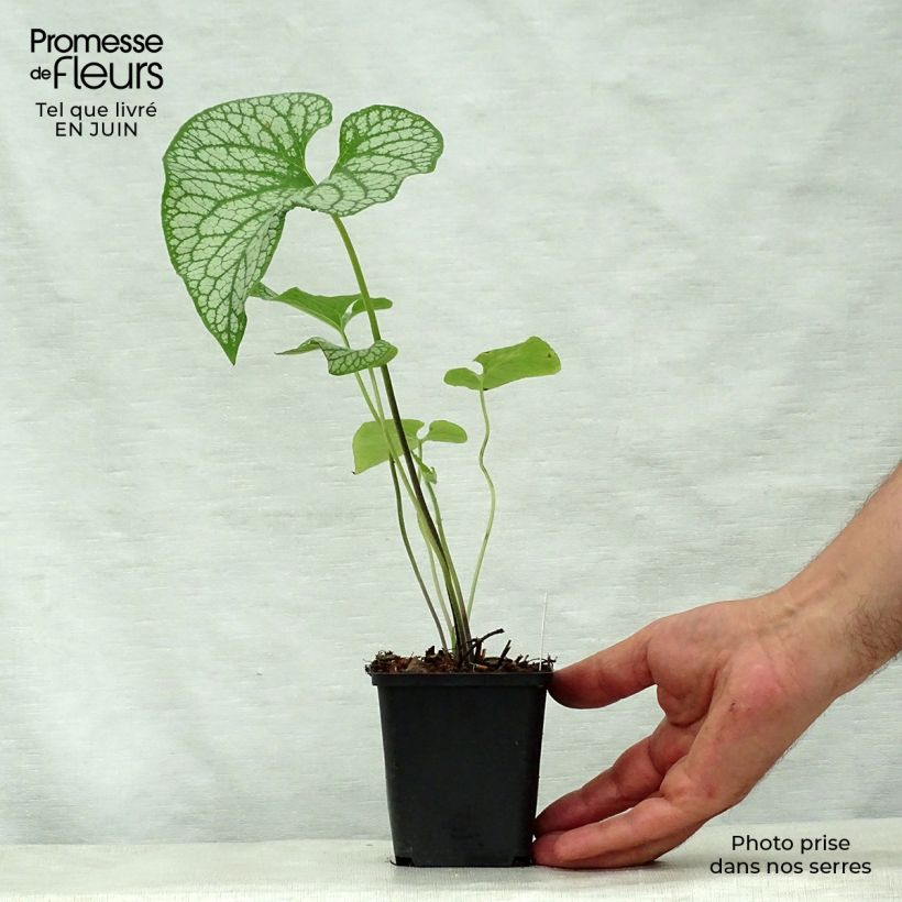 Ejemplar de Brunnera macrophylla Emerald Mist Maceta de 8/9 cm entregado en verano