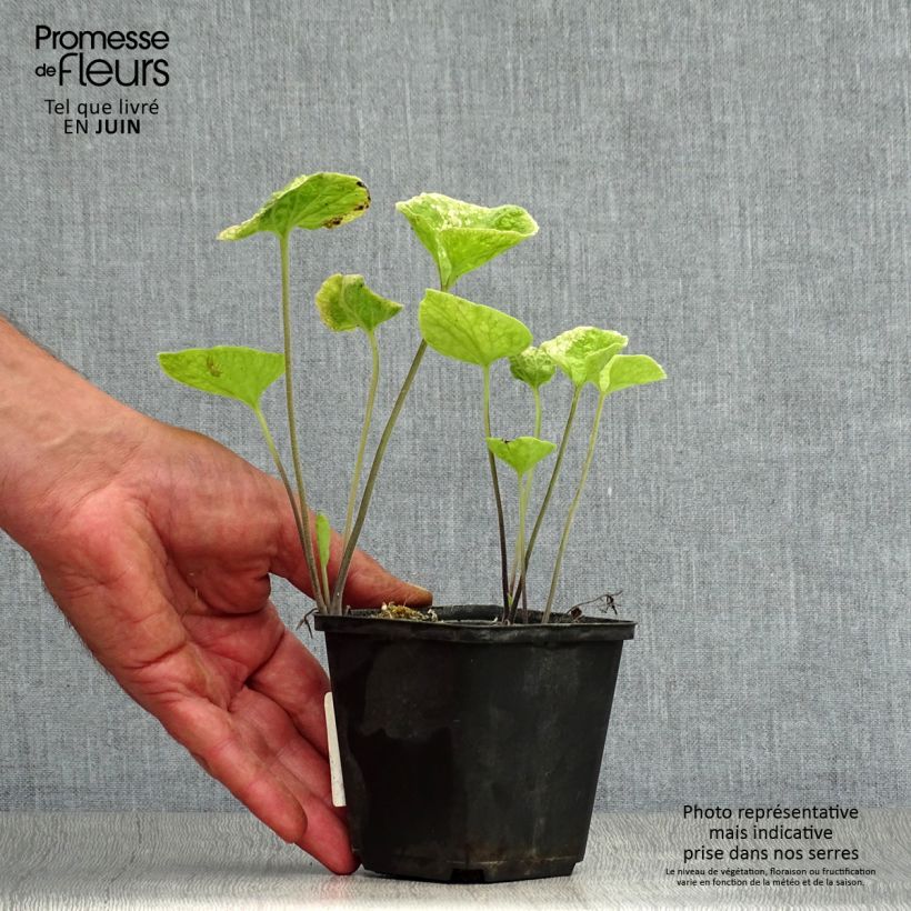 Ejemplar de Brunnera macrophylla Hadspen cream Maceta de 8/9 cm entregado en verano