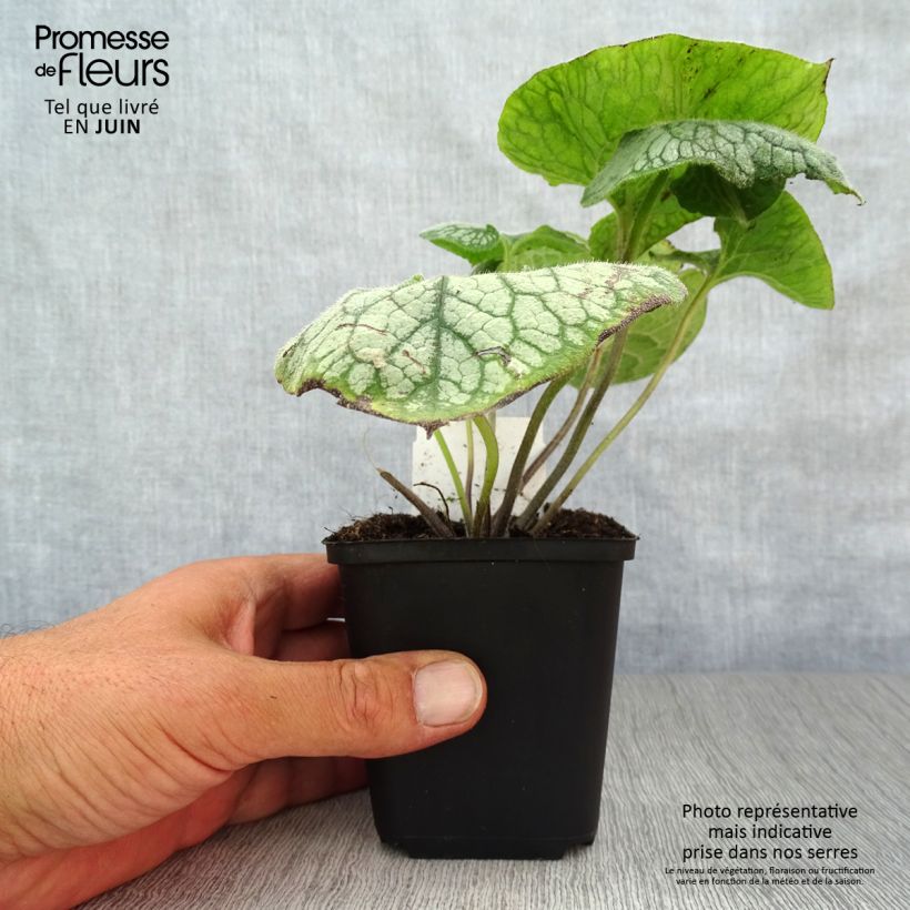 Ejemplar de Brunnera macrophylla Jack Frost - Myosotis du Caucase en godet de 7/8cm entregado en verano