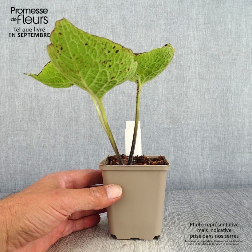 Ejemplar de Brunnera macrophylla Jack of Diamonds Maceta de 8/9 cm entregado en otoño
