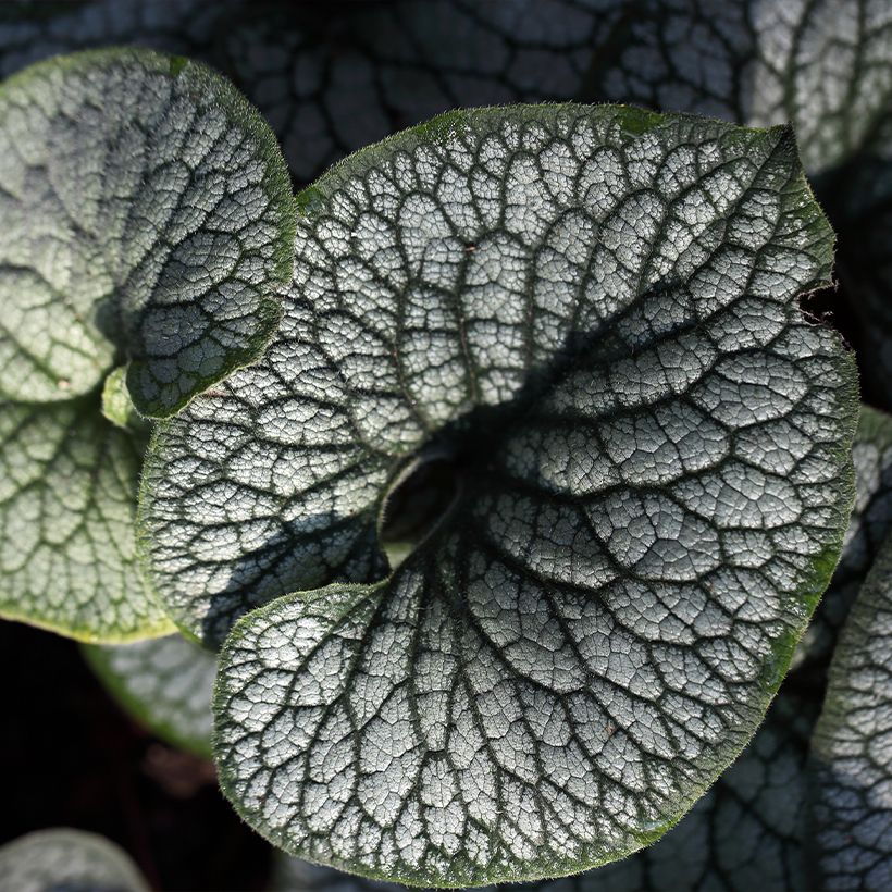 Brunnera macrophylla Jack of Diamonds (Follaje)