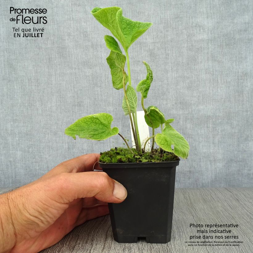 Ejemplar de Brunnera macrophylla Langtrees - Myosotis du Caucase Godet de 9cm entregado en verano