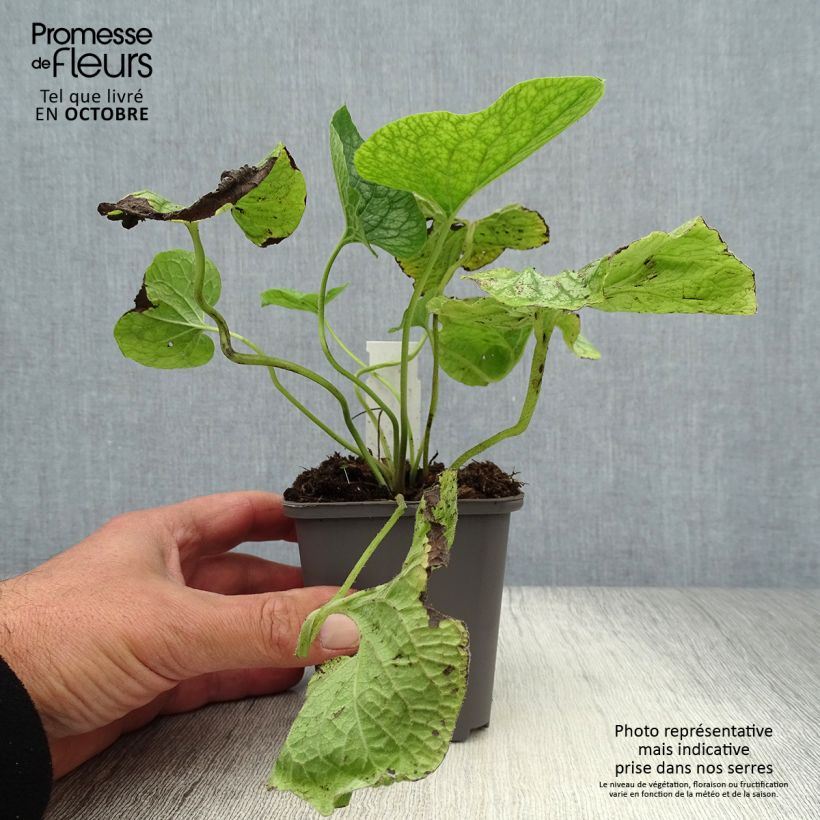 Ejemplar de Brunnera macrophylla Mr Morse Maceta de 8/9 cm entregado en otoño