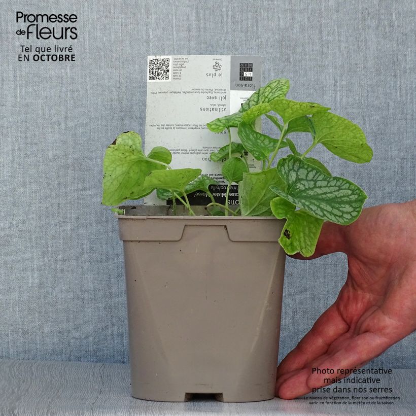 Ejemplar de Brunnera macrophylla Mr Morse Maceta 2L/3L entregado en otoño