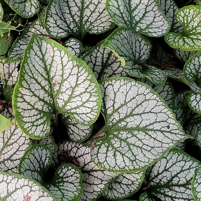 Brunnera macrophylla Queen of Hearts (Follaje)