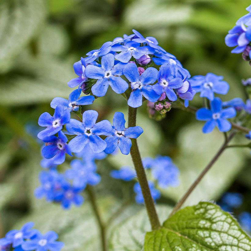 Brunnera macrophylla Queen of Hearts (Floración)