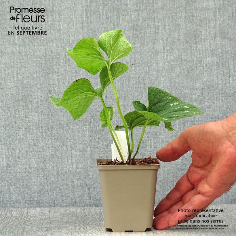Ejemplar de Brunnera macrophylla White Zebra Maceta de 8/9 cm entregado en otoño
