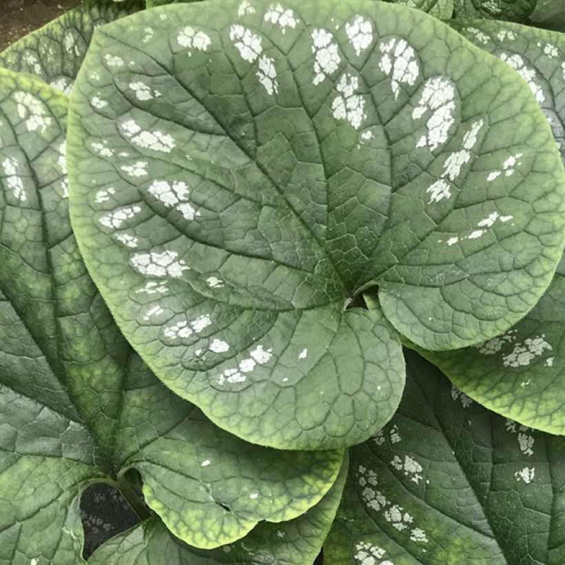 Brunnera macrophylla White Zebra (Follaje)