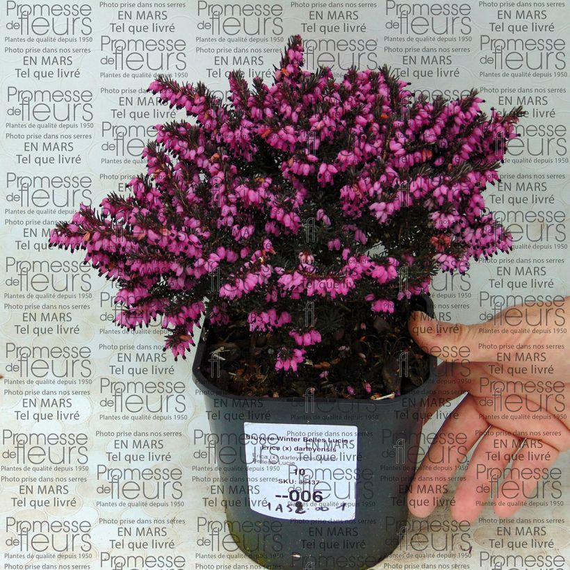 Ejemplo de ejemplar de Erica darleyensis Winter Belles Lucie - Brezo rosado Maceta 2L/3L tal y como se entrega
