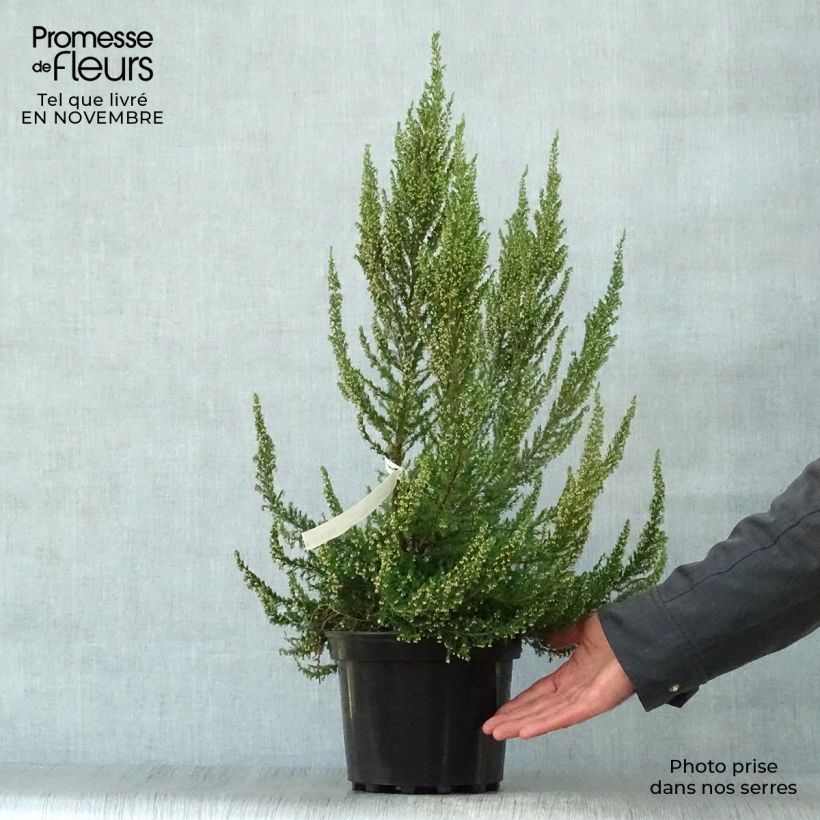 Ejemplar de Erica arborea Great Star Le Vasterival - Brezo blanco Maceta 4L/5L entregado en otoño