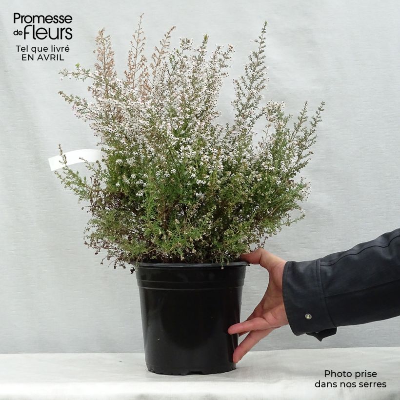 Erica arborea Great Star Le Vasterival - Brezo blanco Maceta 4L/5LAltura de entrega aprox. 60/70cm Ejemplar entregado en la primavera