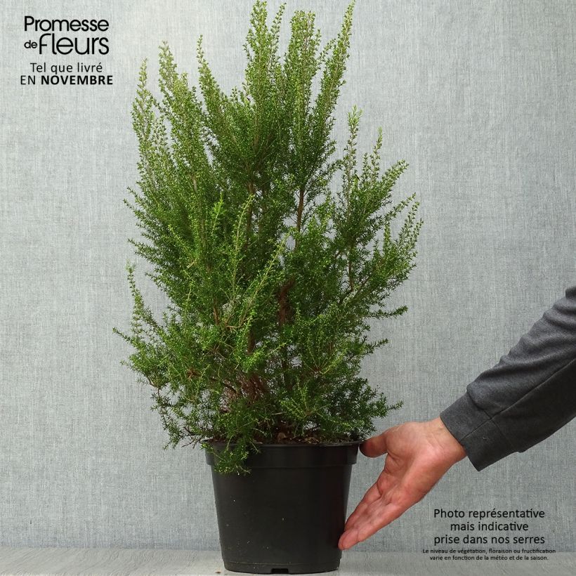 Ejemplar de Erica arborea Pink Joy - Brezo blanco Maceta 4L/5L entregado en otoño