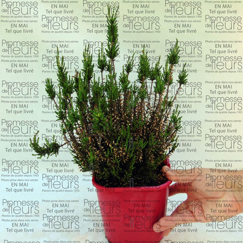 Ejemplo de ejemplar de Calluna vulgaris Allegro - Brecina Maceta 1L/1,5L tal y como se entrega