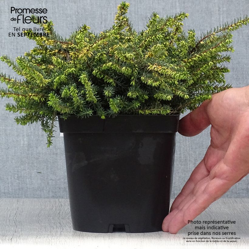 Ejemplar de Erica darleyensis Kramer's Rote - Brezo rosado Maceta 2L/3L entregado en otoño