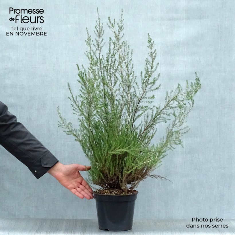 Ejemplar de Erica mediterranea - Brezo Maceta 3L/4L entregado en otoño