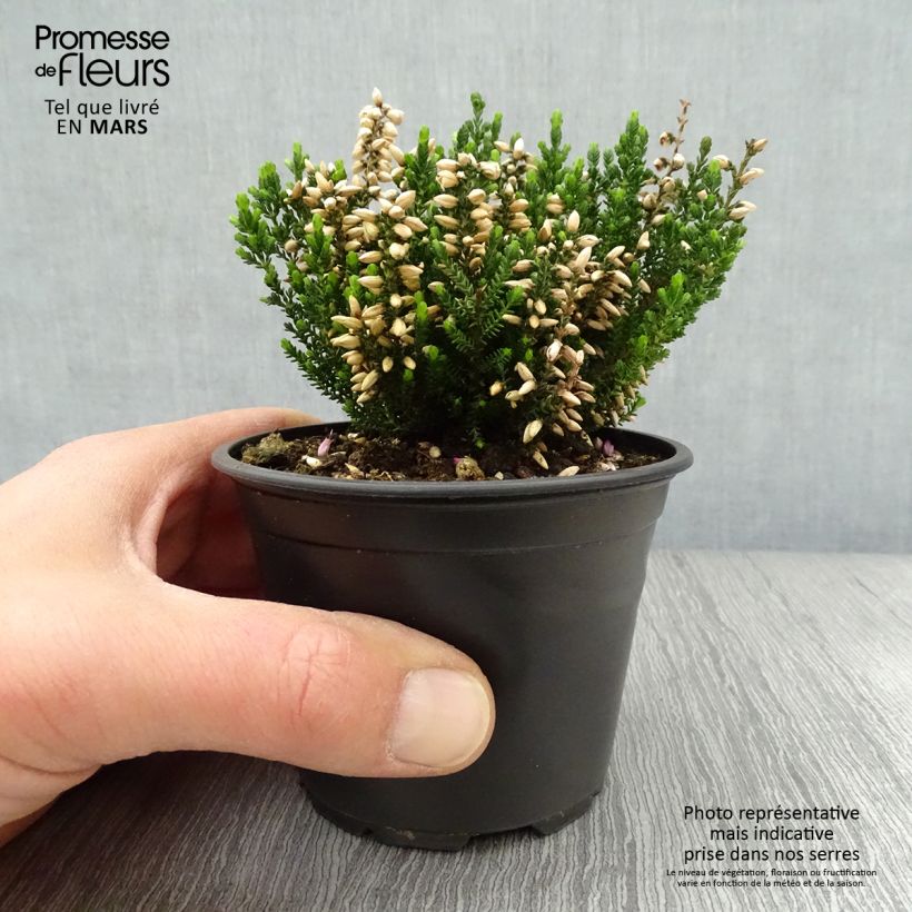 Calluna vulgaris Alba - Brecina Maceta de 8/9 cmAltura de entrega aprox. 10/15cm Ejemplar entregado en la primavera