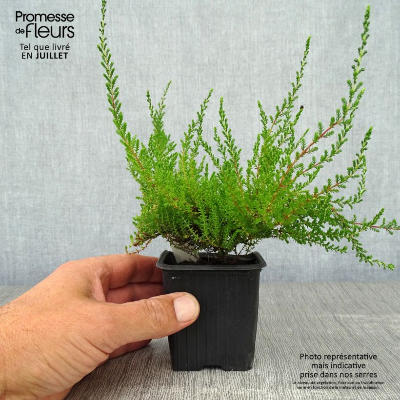 Ejemplar de Calluna vulgaris Spring Torch - Brecina Maceta de 8/9 cmAltura de entrega aprox. 10/15cm entregado en verano