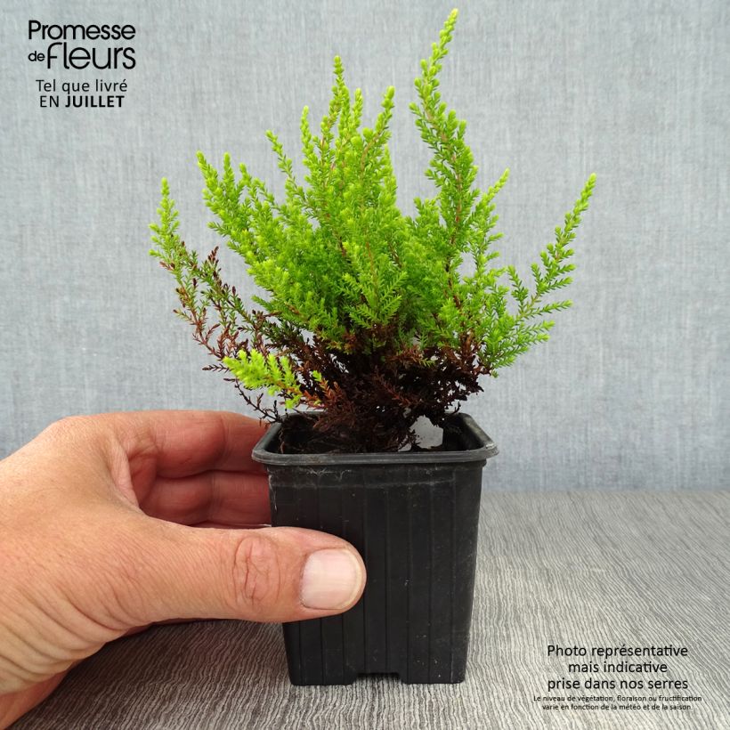 Ejemplar de Calluna vulgaris Winter Chocolate - Brecina Maceta de 8/9 cm entregado en verano