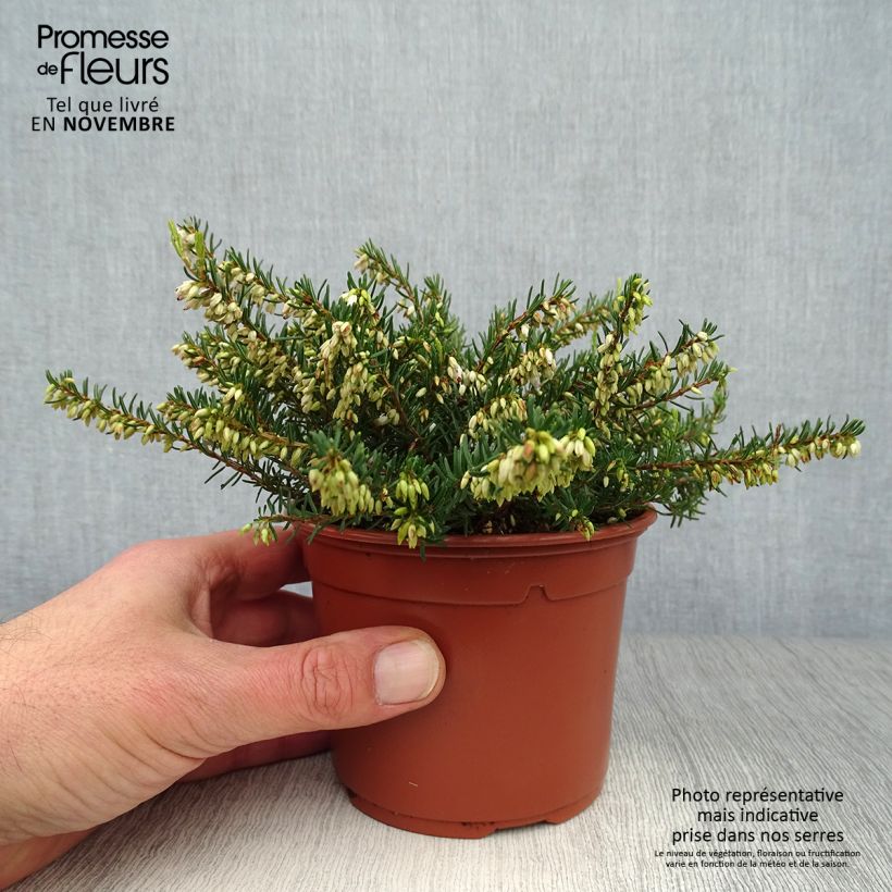 Ejemplar de Erica darleyensis Silberschmelze - Brezo rosado Maceta de 8/9 cm entregado en otoño