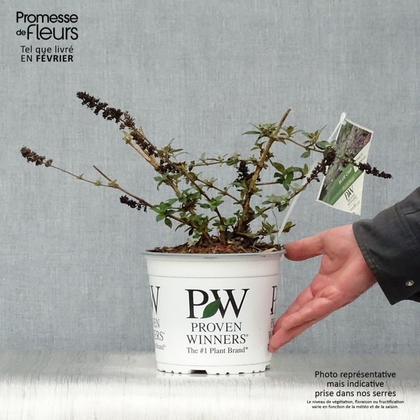 Buddleja Blue Chip Maceta 4L/5L Ejemplar entregado en invierno