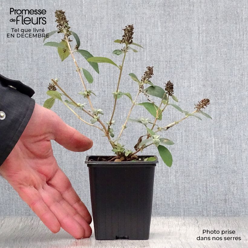 Buddleja Blue Chip Maceta de 8/9 cm Ejemplar entregado en invierno