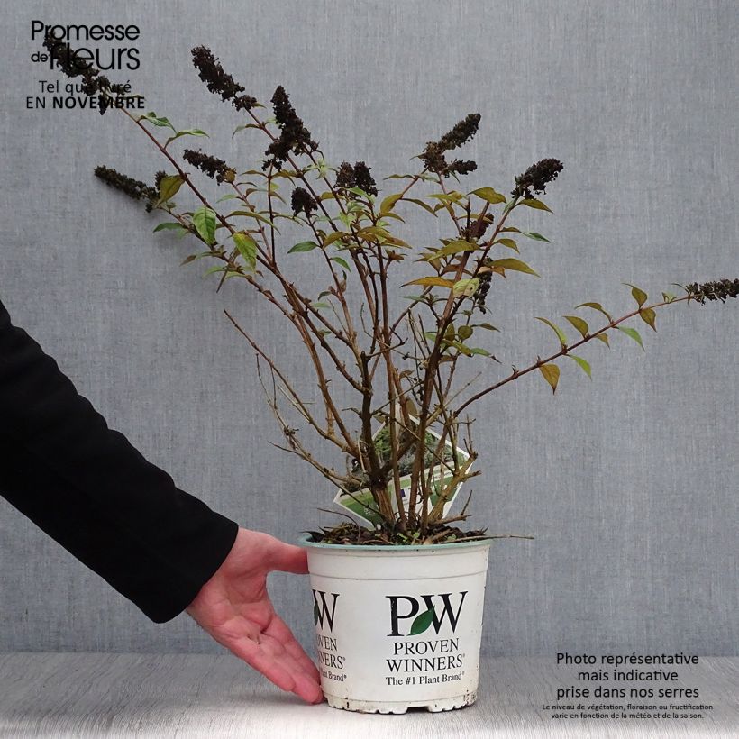Ejemplar de Buddleja Blue Chip Maceta 2L/3L entregado en otoño