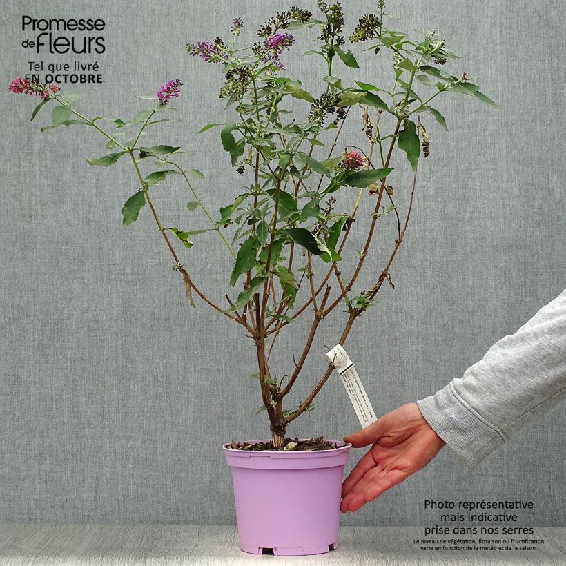 Ejemplar de Buddleja Flower Power Maceta 2L/3L entregado en otoño