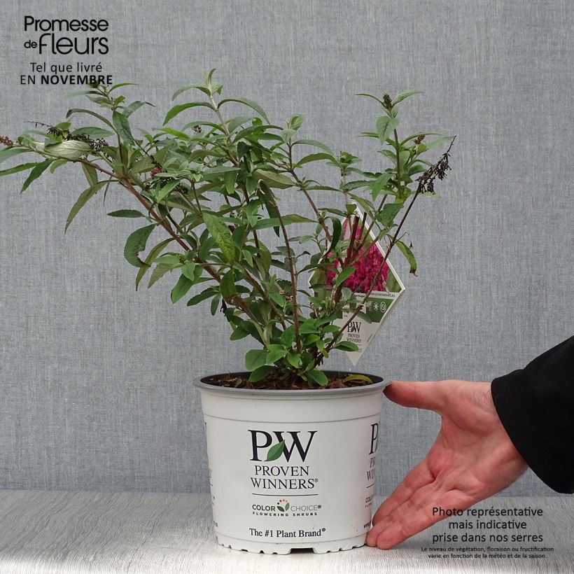 Ejemplar de Buddleja Miss Ruby Maceta 3L/4L entregado en otoño