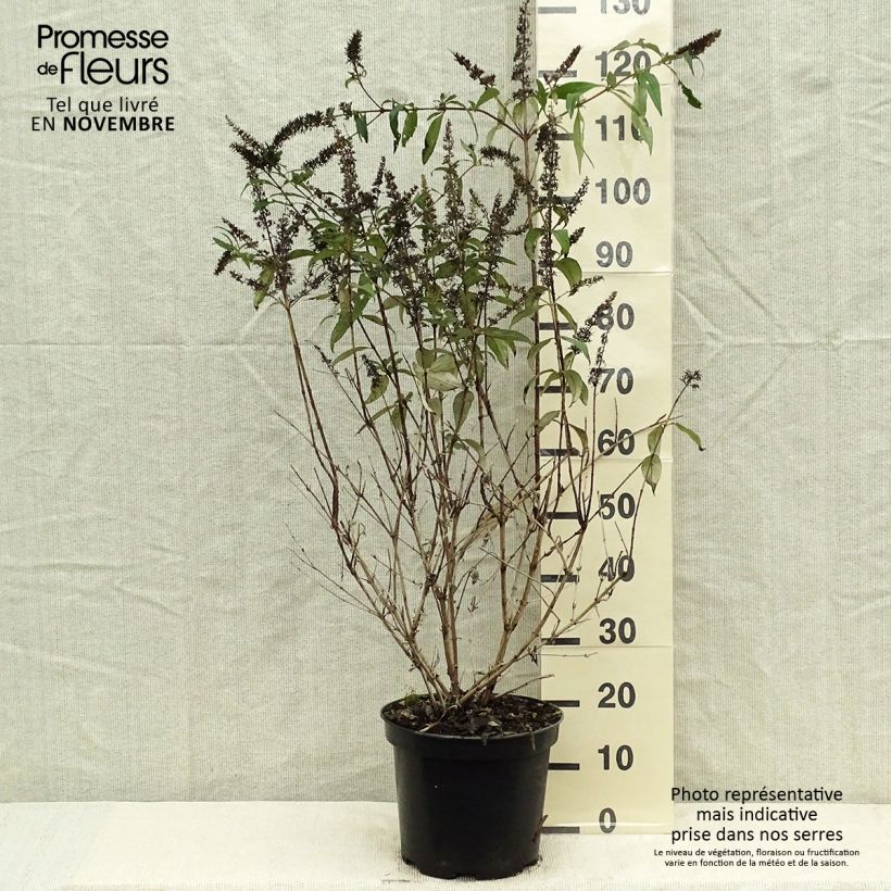 Ejemplar de Buddleja davidii Royal Red Maceta 7,5L/10L entregado en otoño