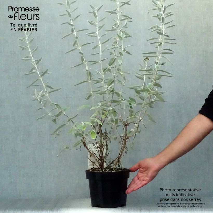 Ejemplar de Buddleja Silver Anniversary Maceta 3L/4L entregado en otoño