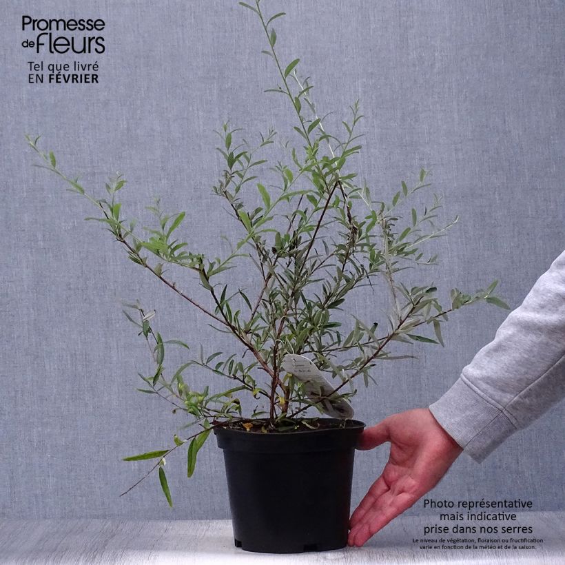 Ejemplar de Buddleja alternifolia - Mariposa de hojas alternas Maceta 3L/4L entregado en otoño