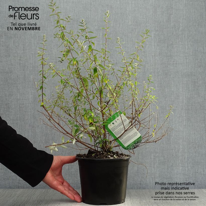 Ejemplar de Buddleja alternifolia Unique Maceta 3L/4L entregado en otoño