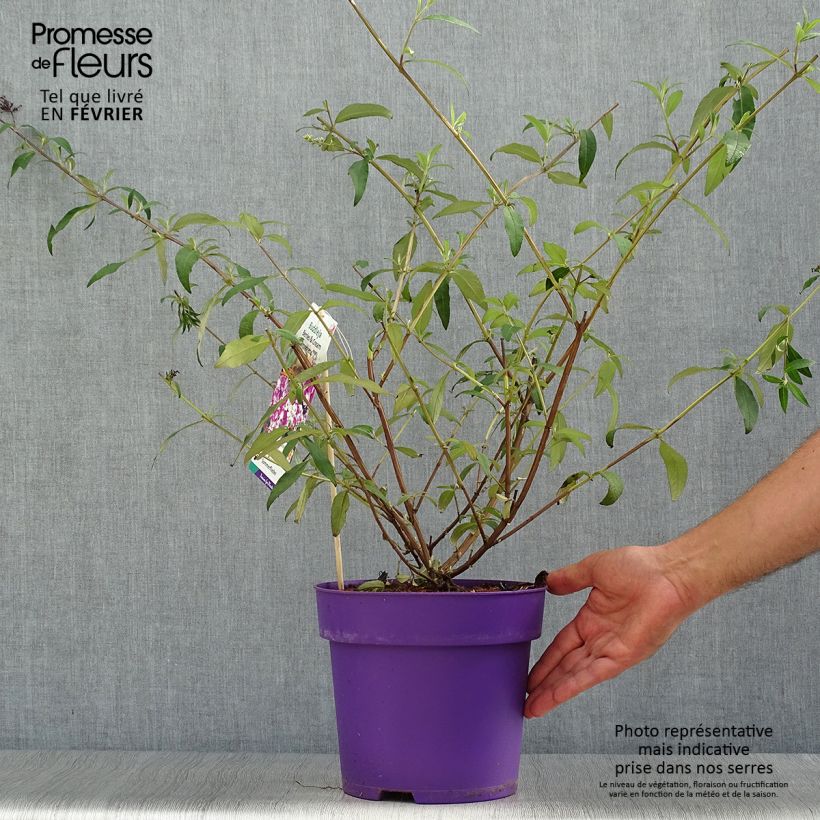 Ejemplar de Buddleja davidii Berries and Cream Maceta 3L/4L entregado en otoño