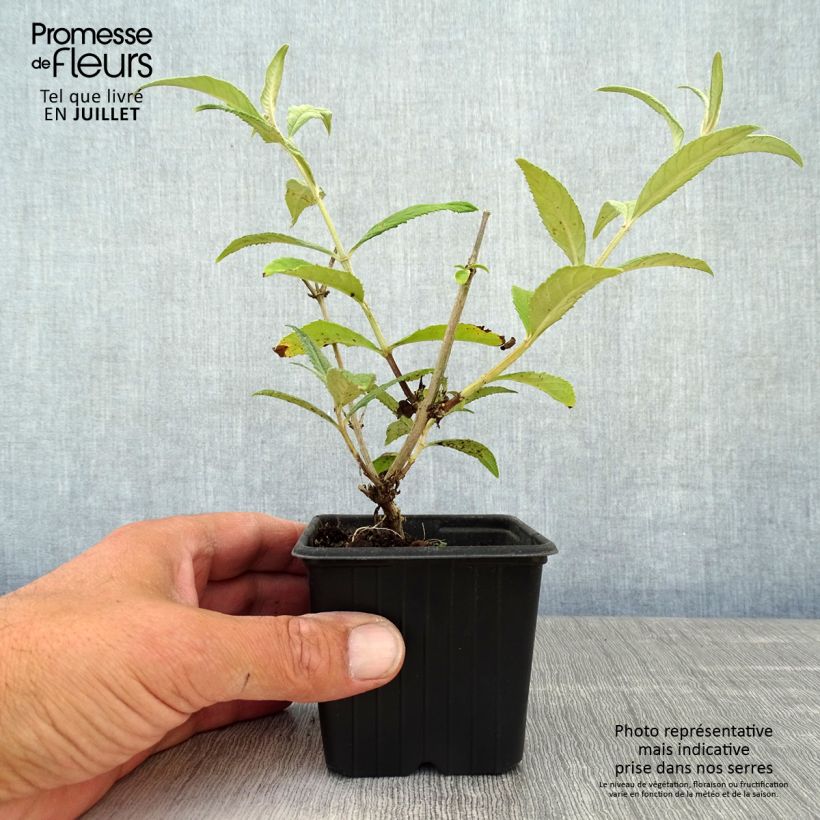 Ejemplar de Buddleja davidii Pink Delight Maceta de 8/9 cmAltura de entrega aprox. 10/15cm entregado en verano