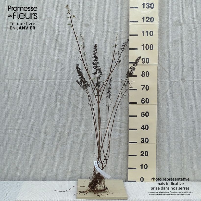 Buddleja davidii Pink Delight Raíces desnudasAltura de entrega aprox. 50/80cm Ejemplar entregado en invierno