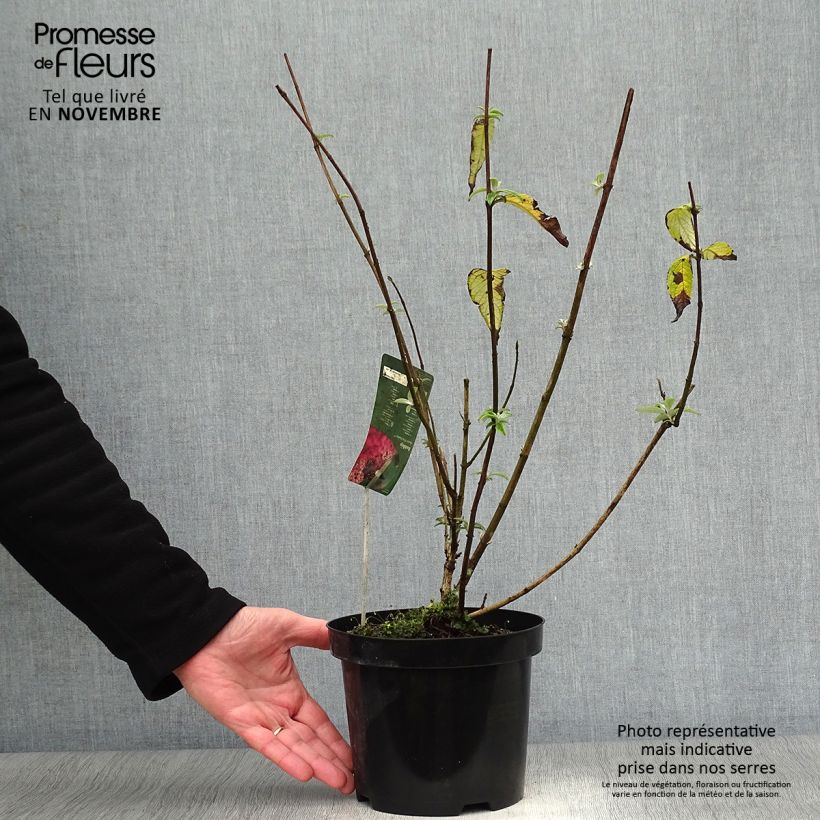 Ejemplar de Buddleja davidii Pink Panther Maceta 2L/3L entregado en otoño