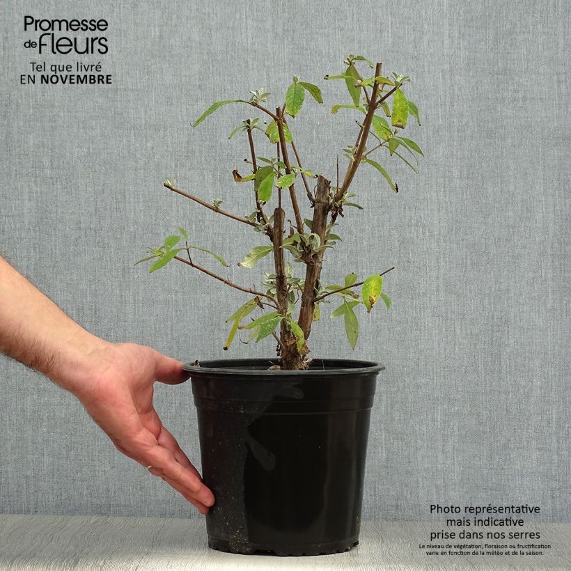 Ejemplar de Buddleja davidii Rêve de Papillon Pink Maceta 4L/5L entregado en otoño