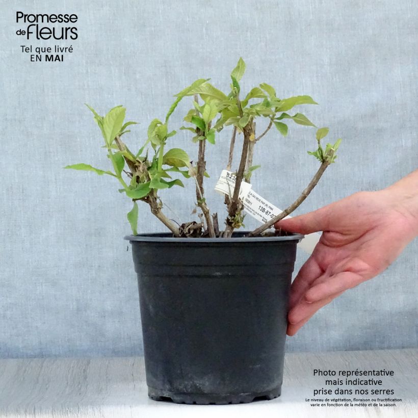 Buddleja davidii Rêve de Papillon Pink Maceta 4L/5LAltura de entrega aprox. 20/40cm Ejemplar entregado en la primavera