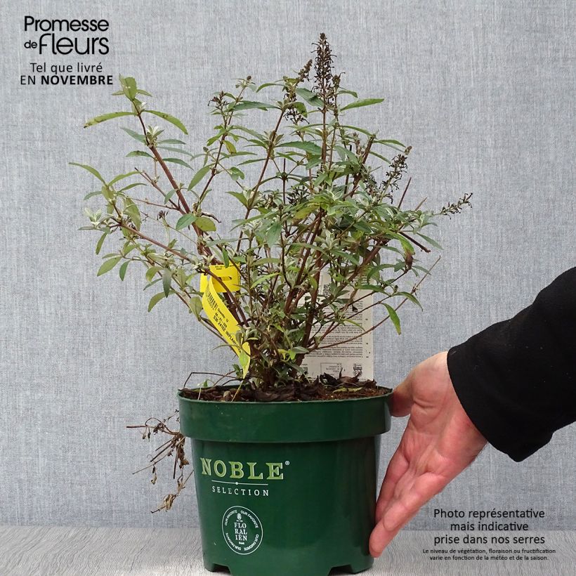 Ejemplar de Buddleja davidii Sophie Maceta 2L/3L entregado en otoño